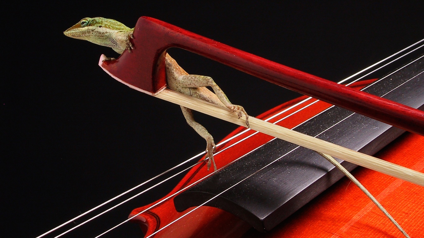 Ящерка на виолончели обои