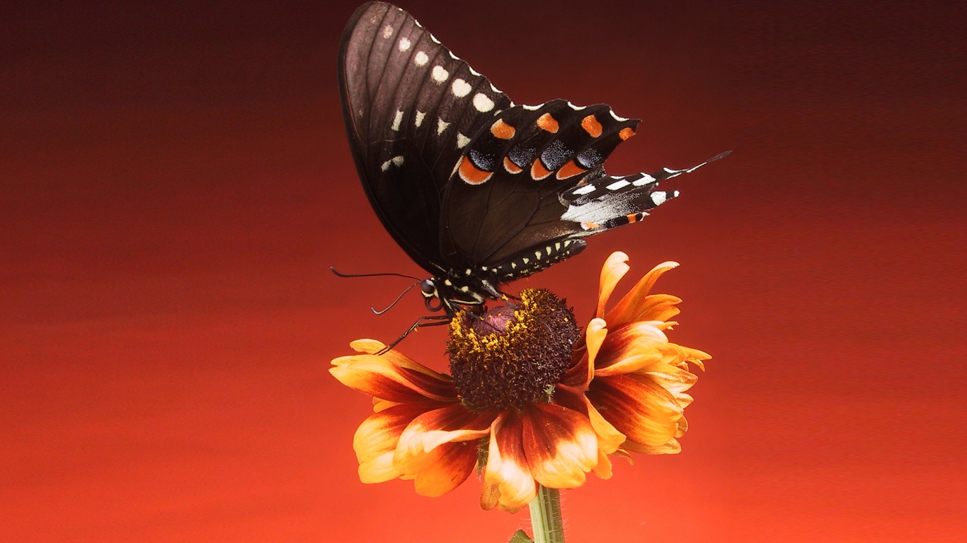 Бабочка на цветке обои