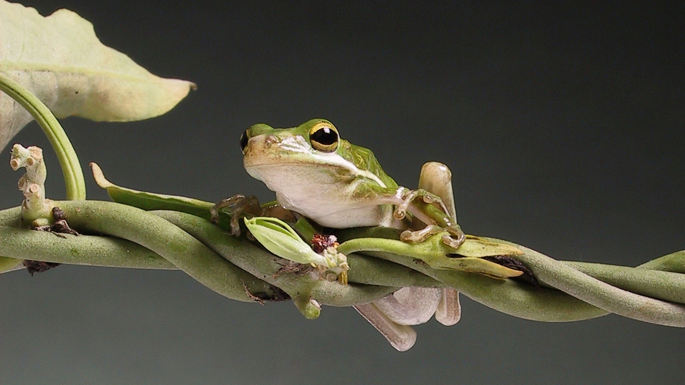 Лупоглазая лягушка на лиане обои