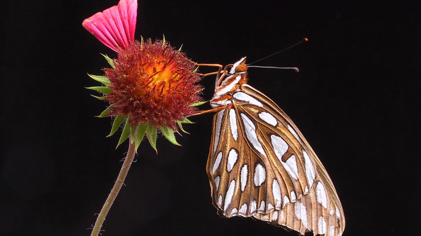 Бабочка на цветке обои