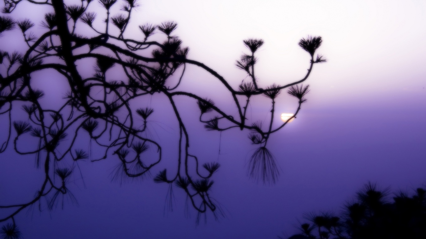 Ленкоранская акация на фоне синего заката обои