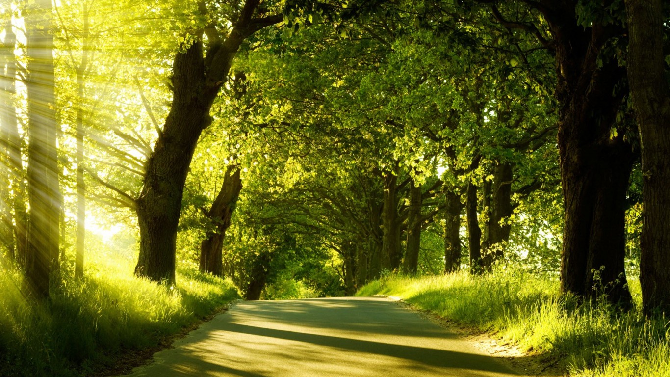 Зеленая аллея обои