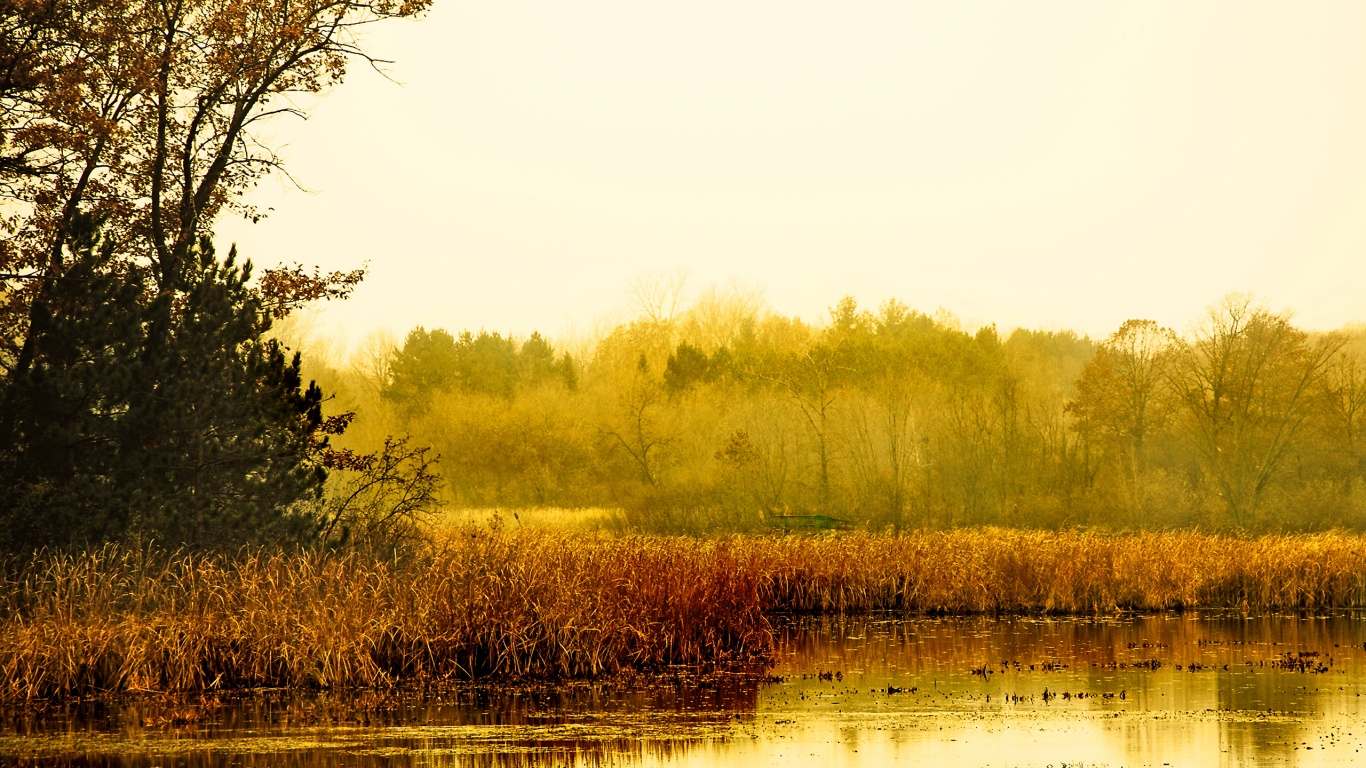 Живописные болота обои