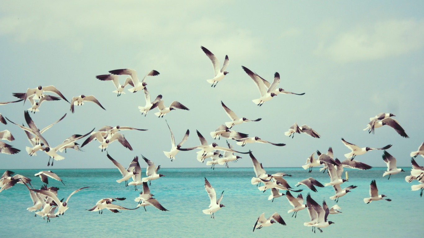 Стая взлетающих чаек обои