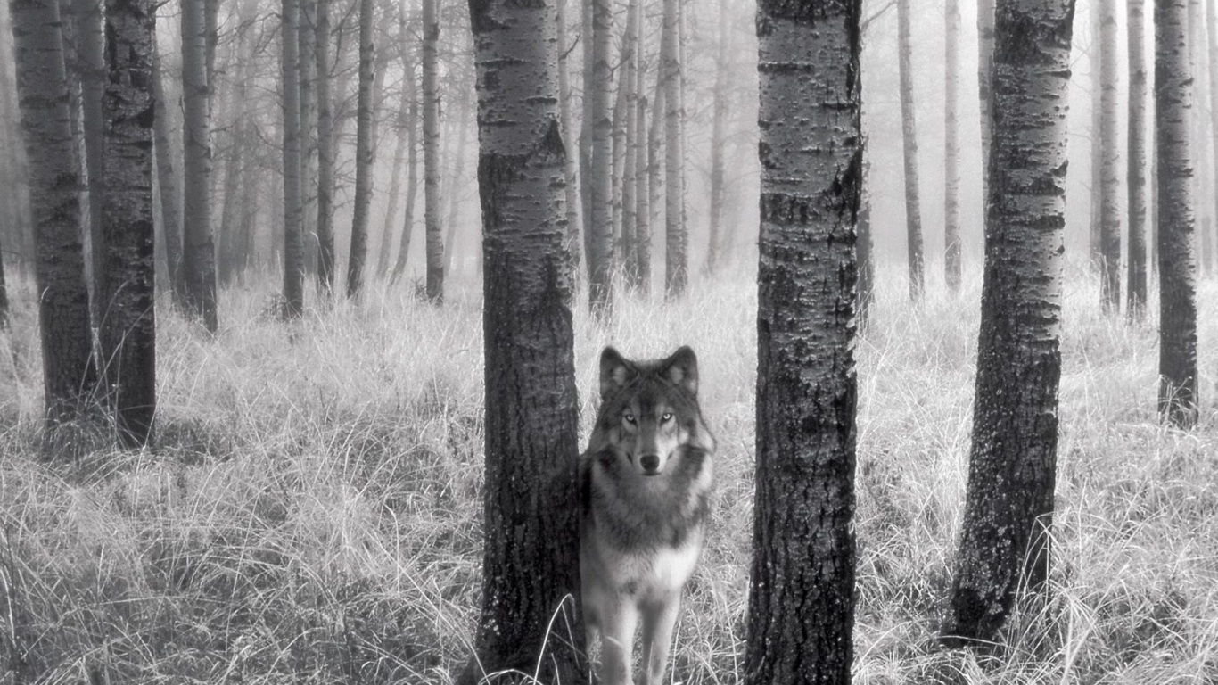 Волк в лесу обои