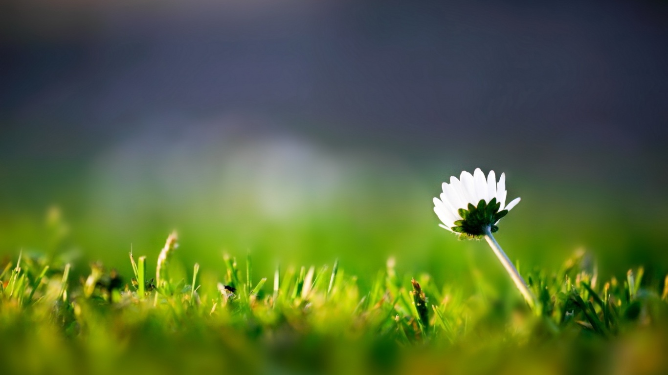 Цветок на траве обои