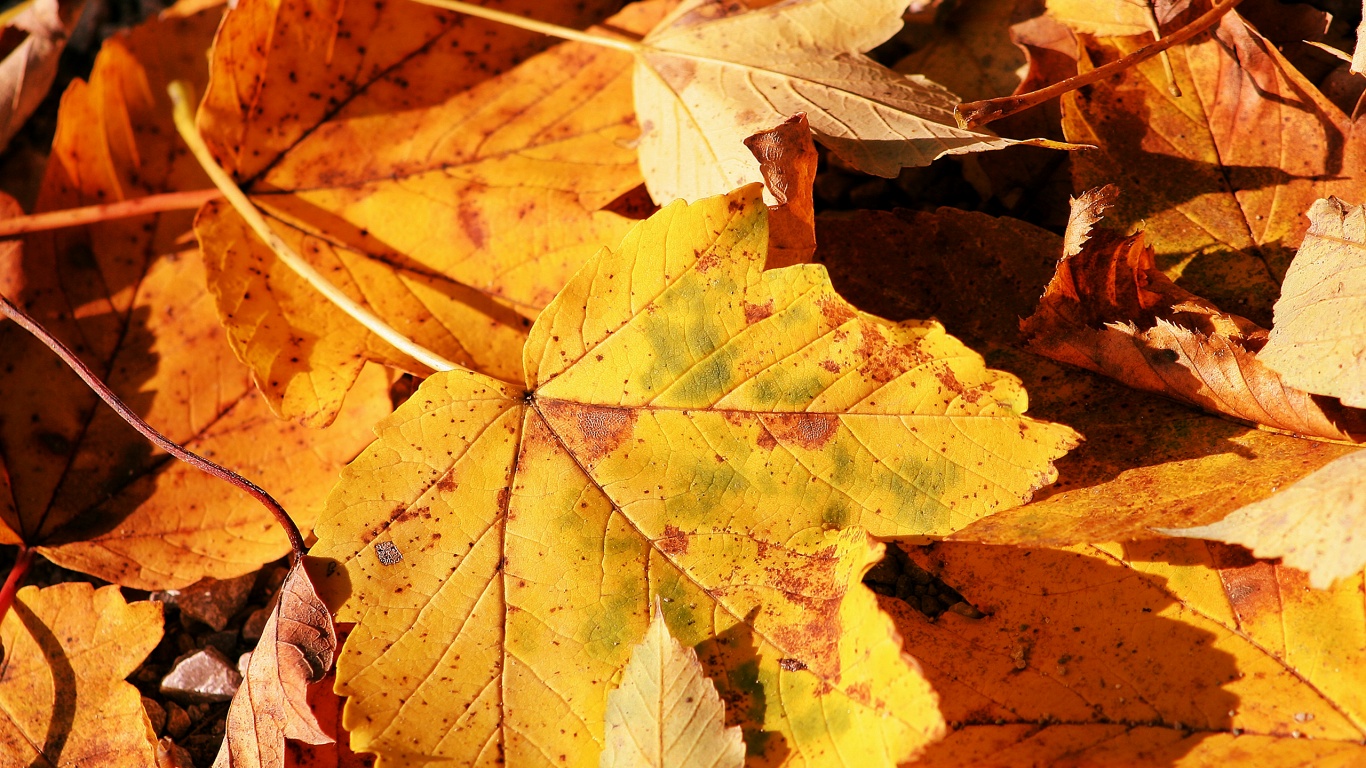 Осенние листья обои