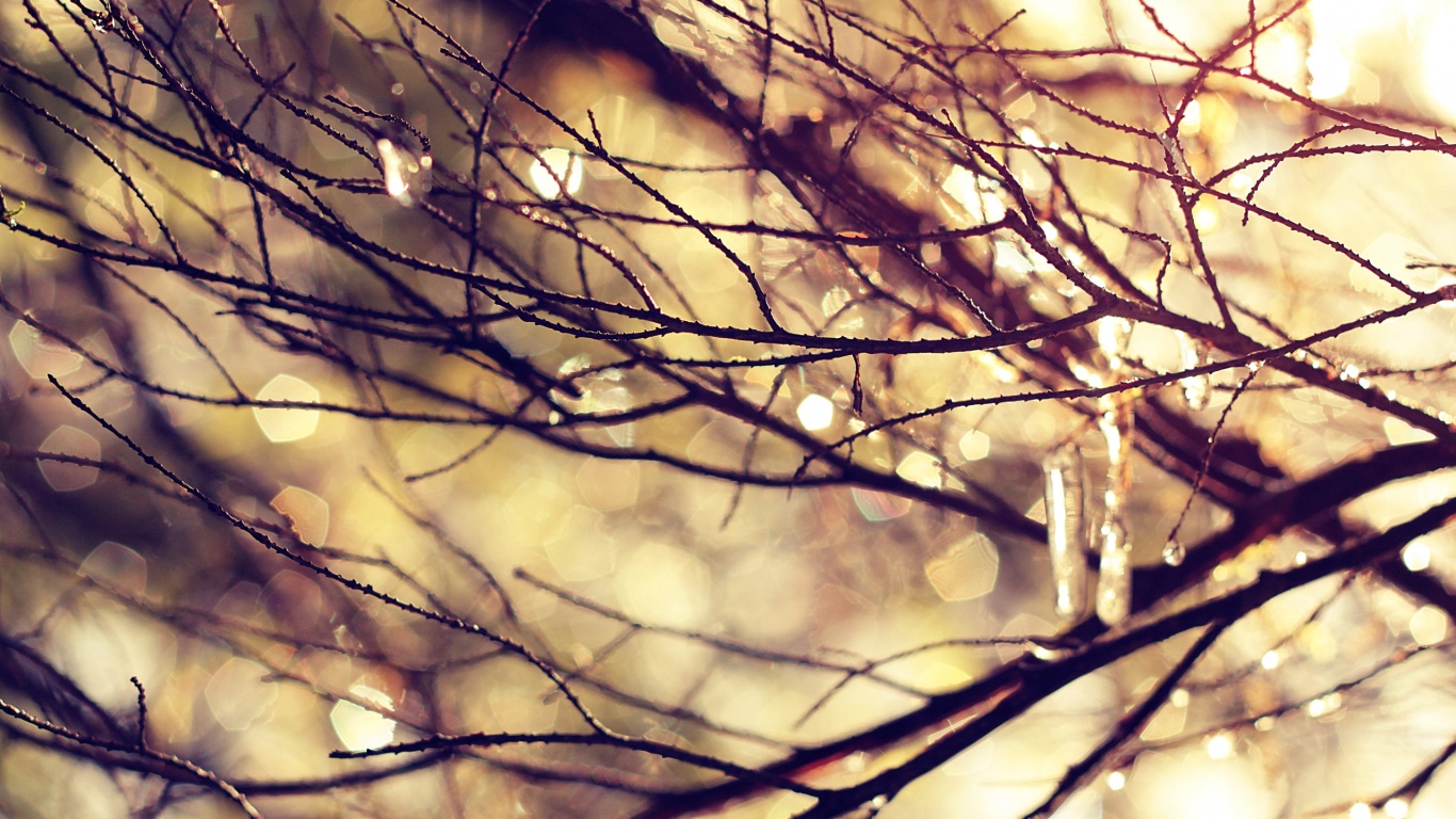 Мокрые ветви дерева обои