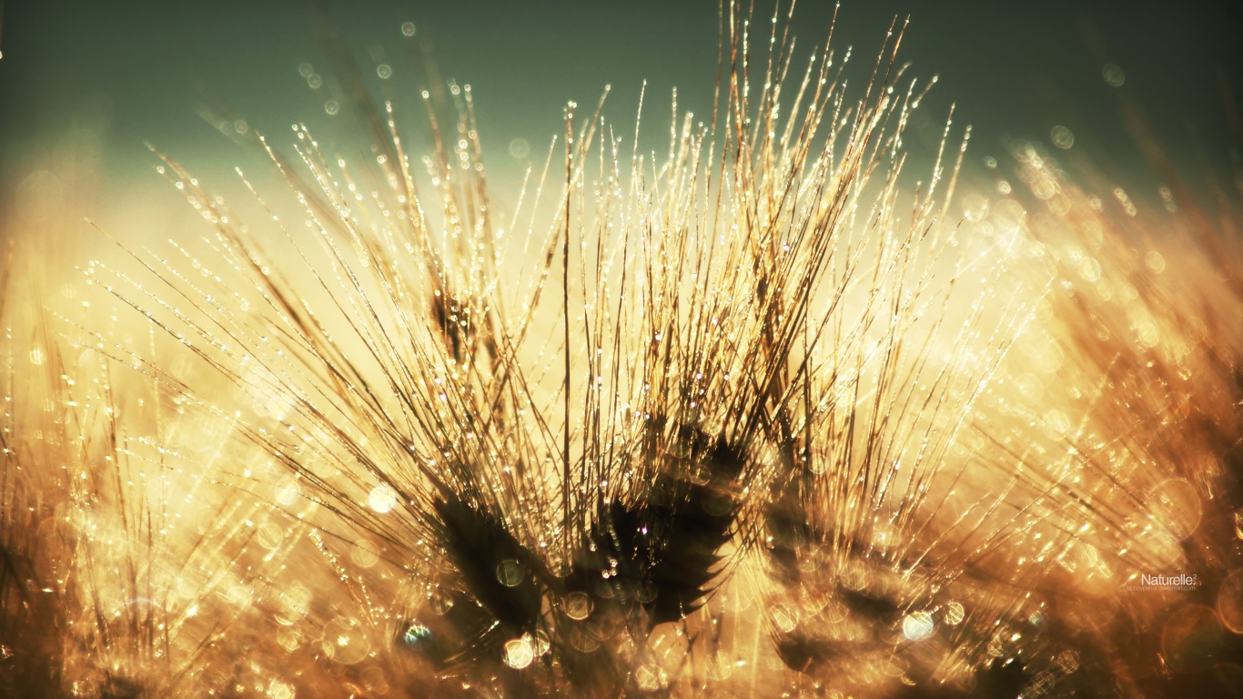 Трава на солнце обои