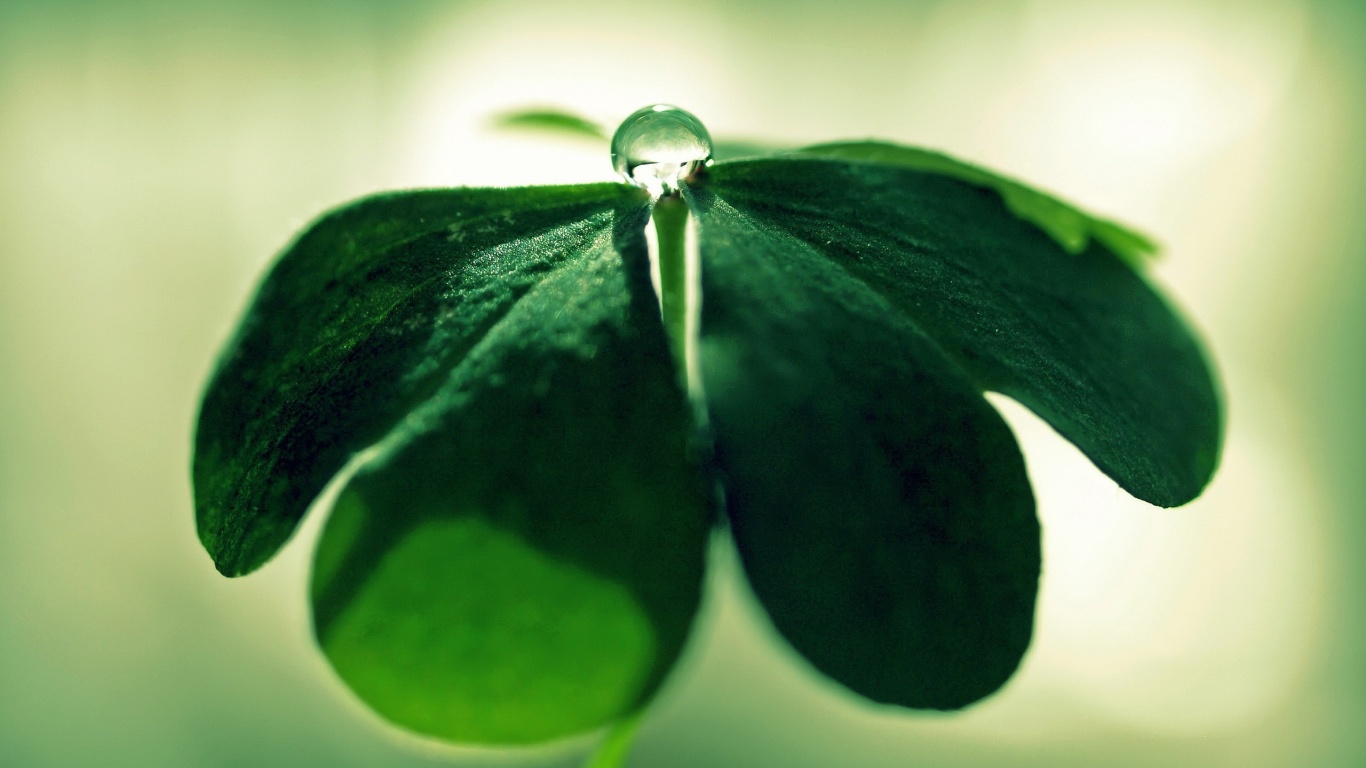 Зеленые листики и капелька воды обои
