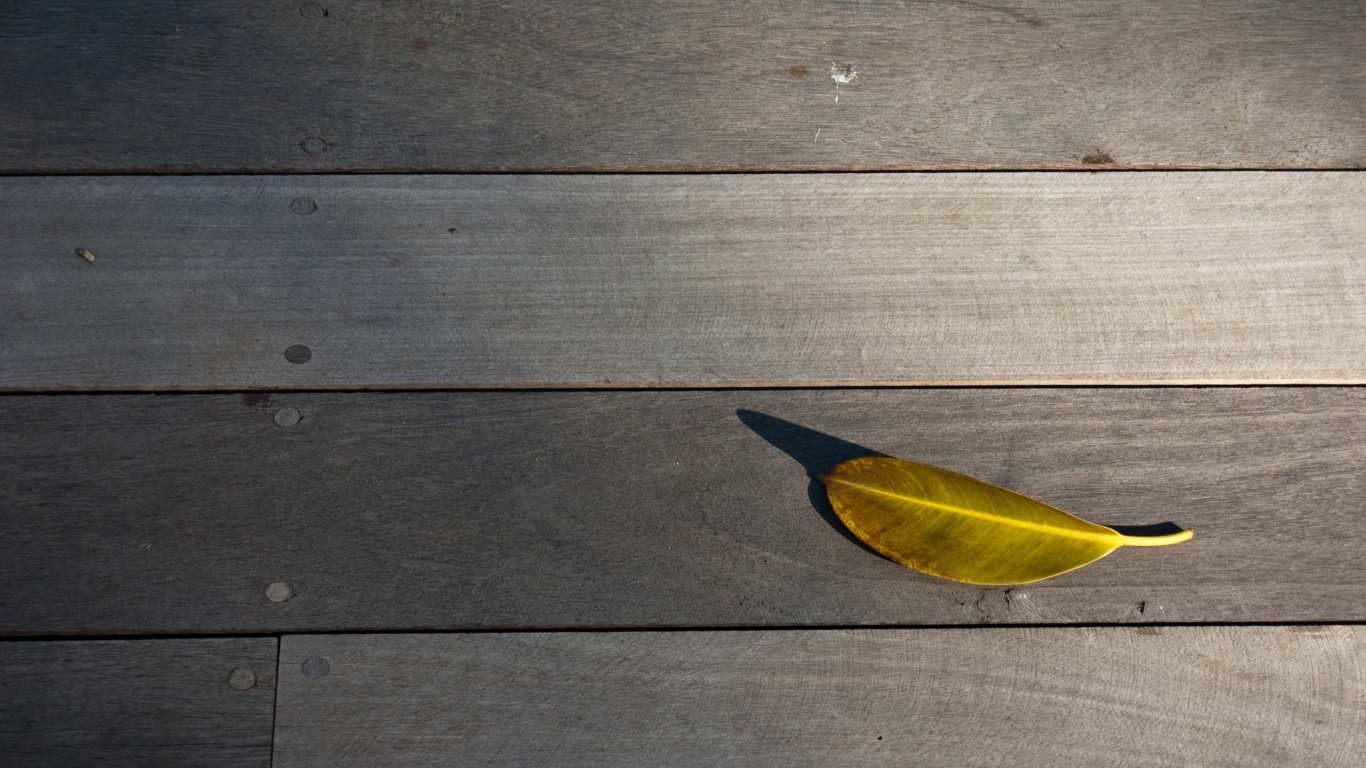 Лист на деревянном полу обои