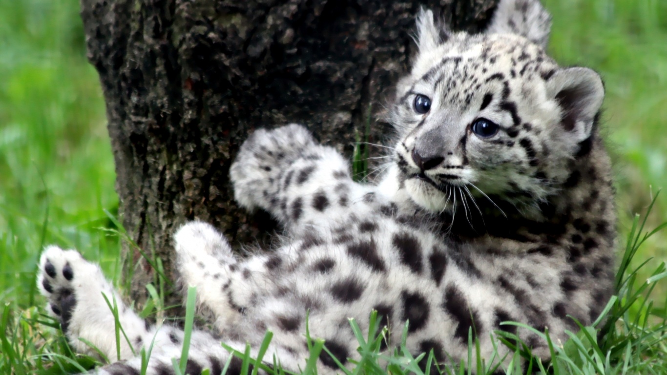 Котенок большой дикой кошки обои