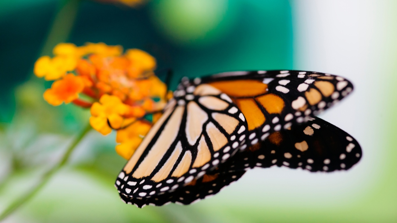 Бабочка на цветке в макро обои