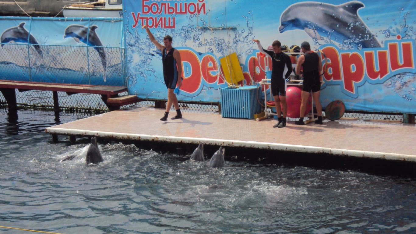 Утро в дельфинарии обои