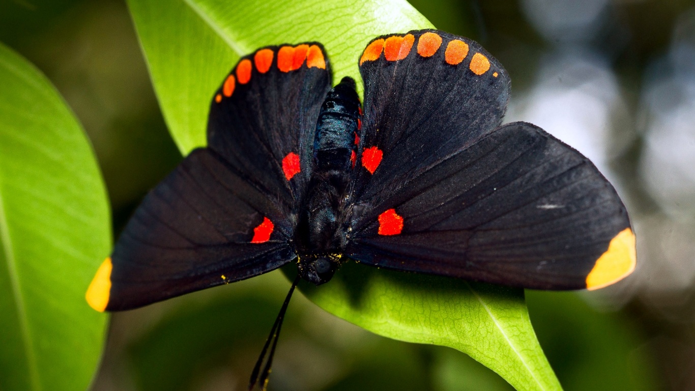 Бабочка на листе обои