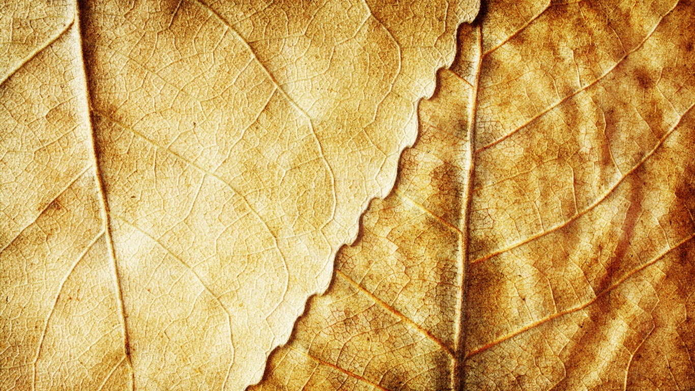 Текстура желтых увядших листьев обои