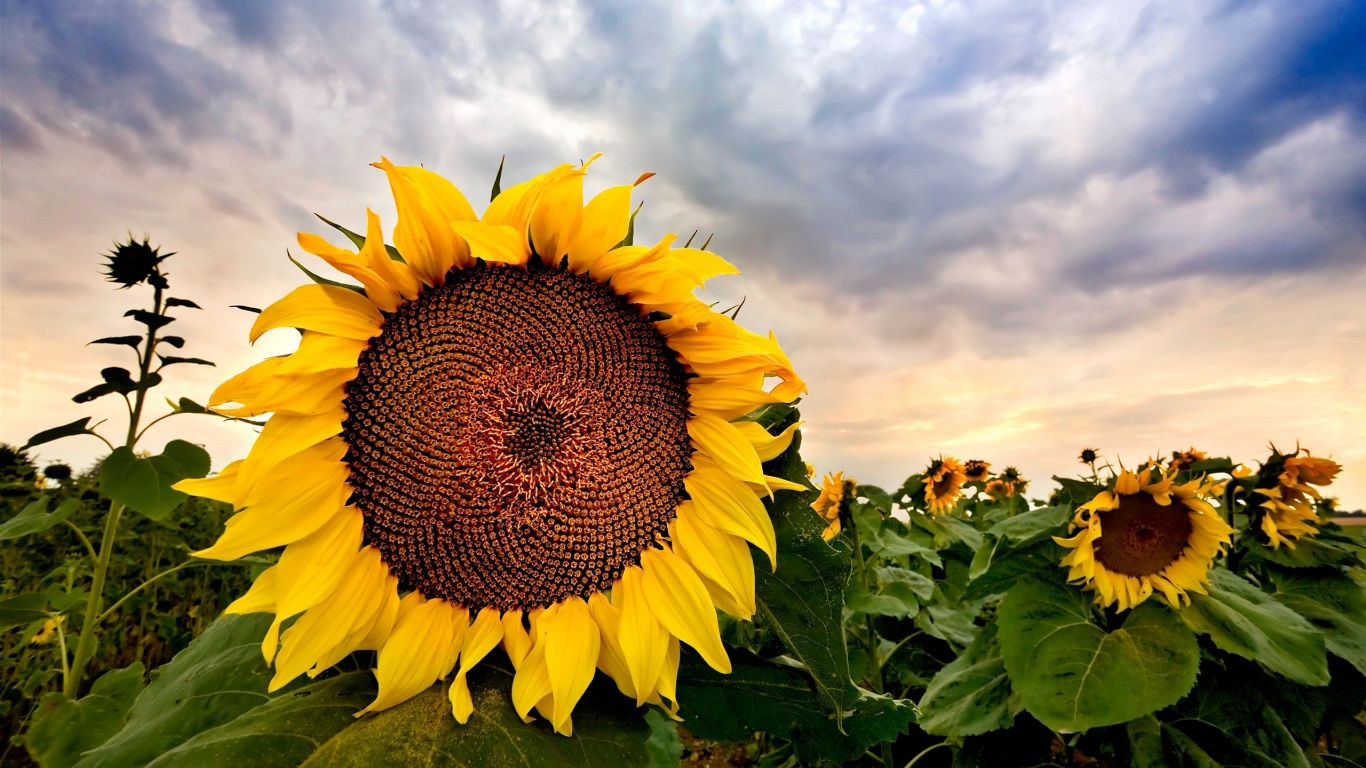 Подсолнухи обои
