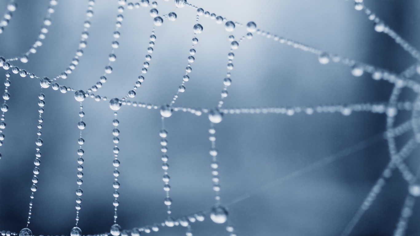 Капли росы на паутине обои