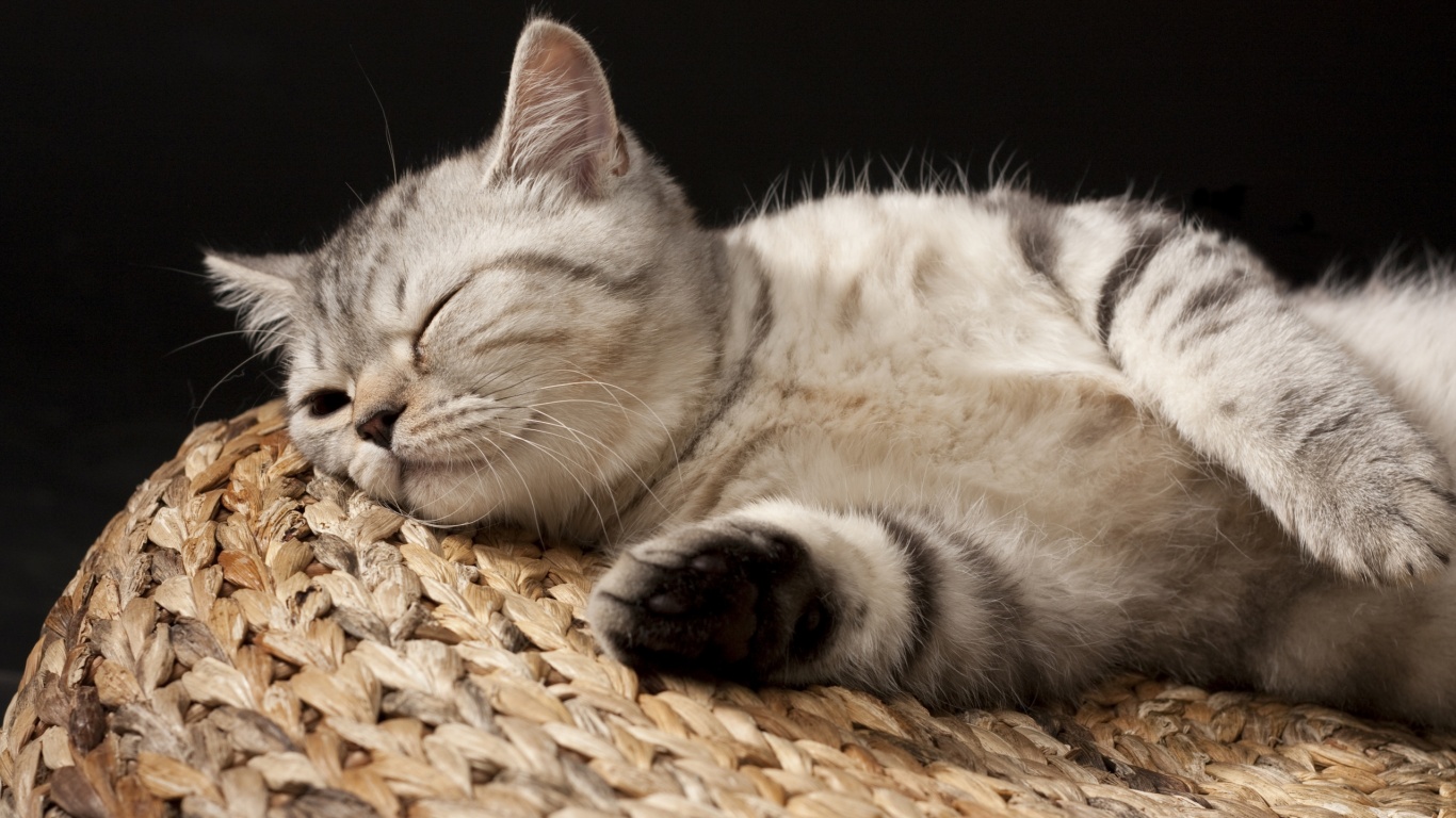 Пушистый кот спит на корзине обои