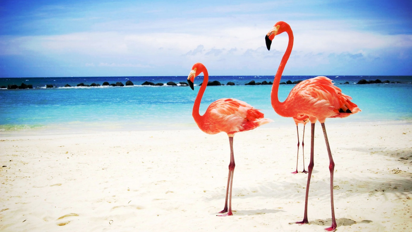 Розовые фламинго на пляже обои