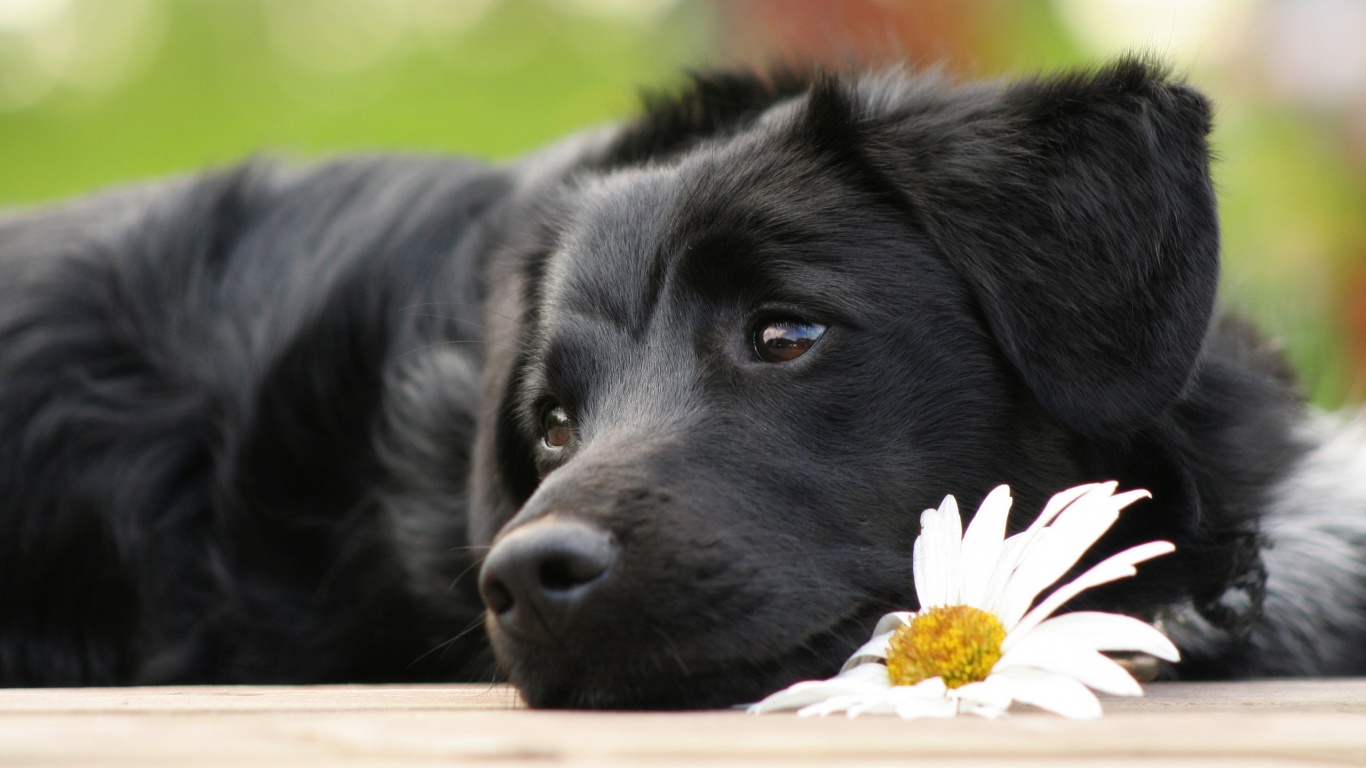Собака с ромашкой обои