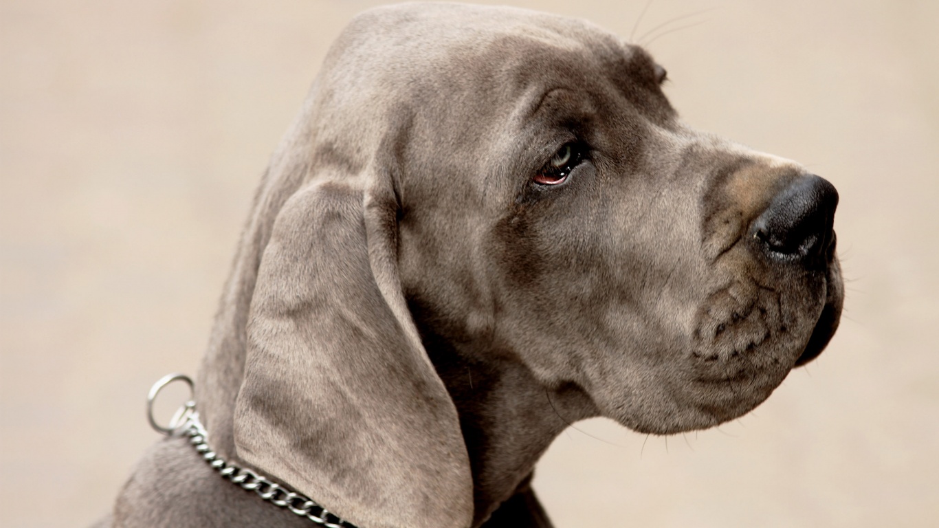 Грустная собака обои