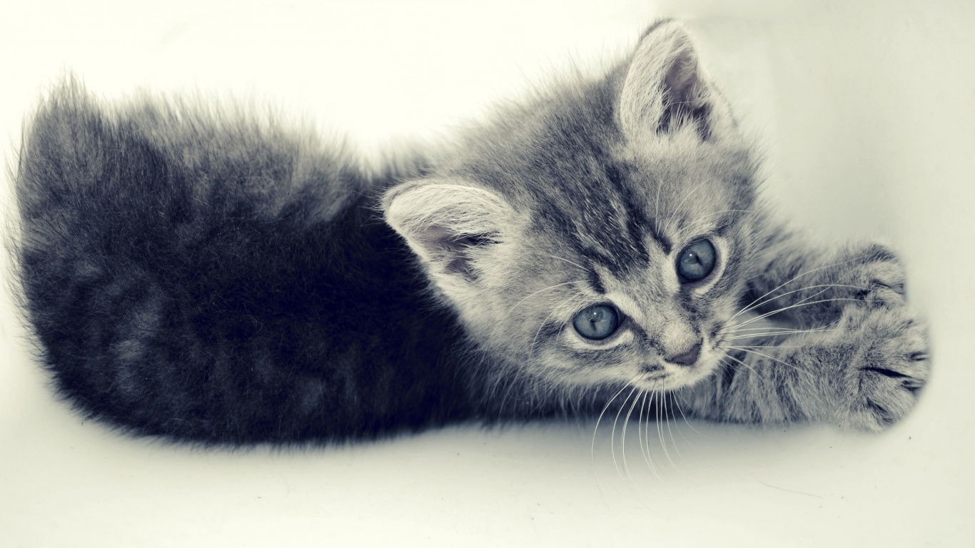 Котёнок обои