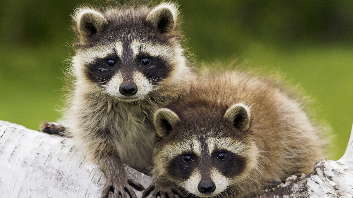 Полосатики обои