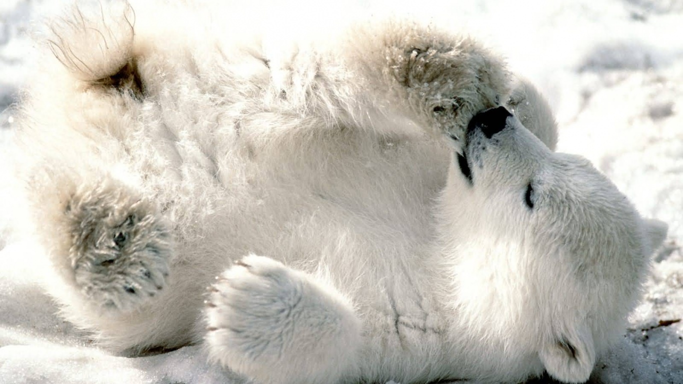 Мишка на севере обои