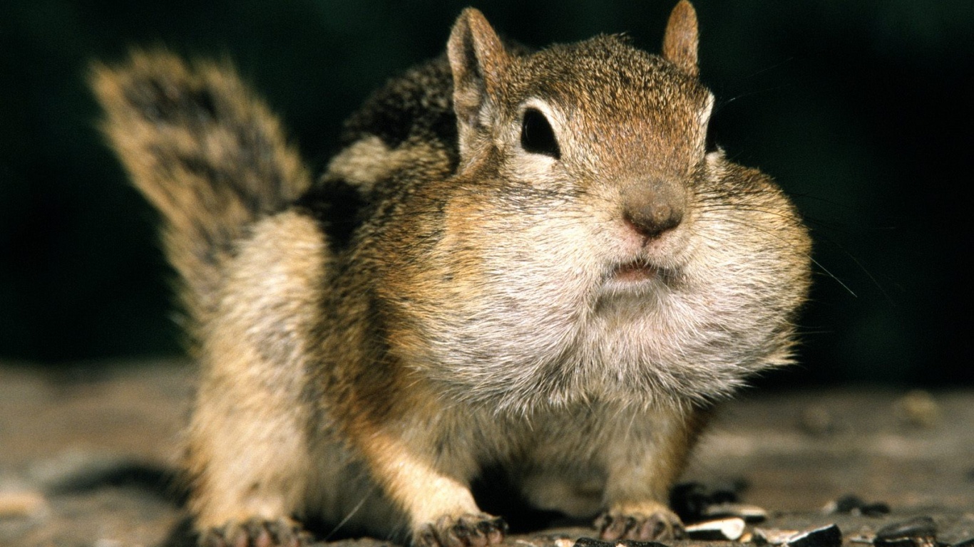 Не жадный, а бережливый обои