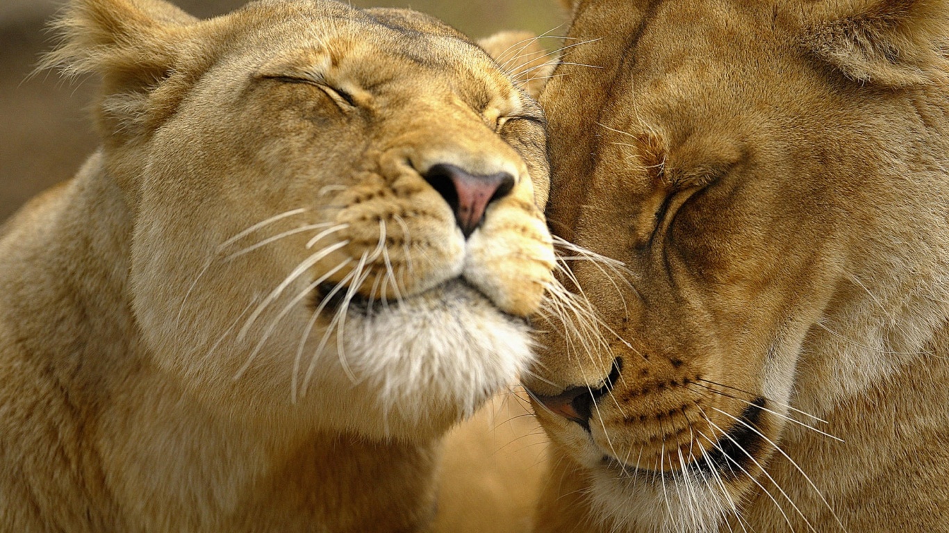 Нежные львы обои