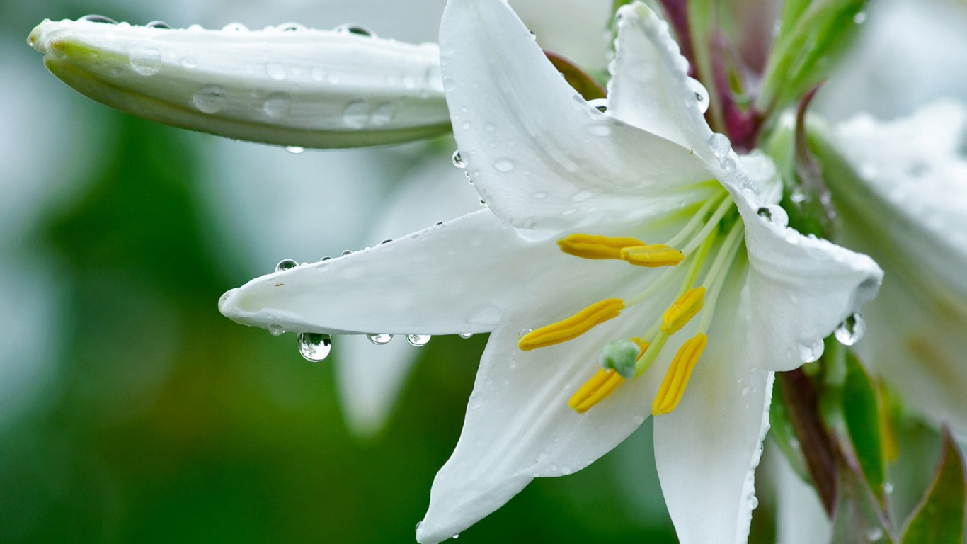 Белая лилия обои