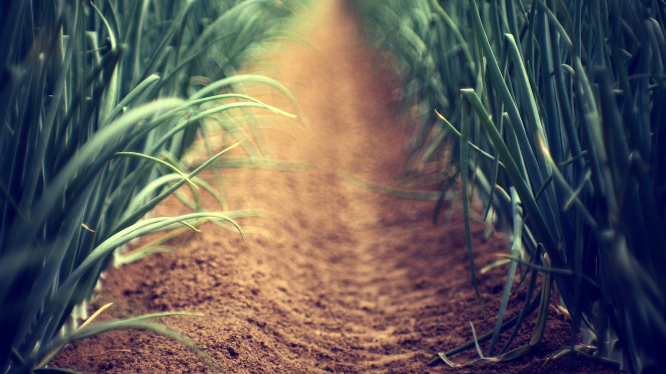 Тропинка в траве обои