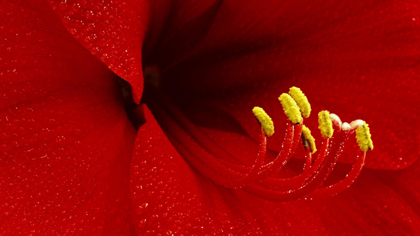 Красная манящая лилия обои