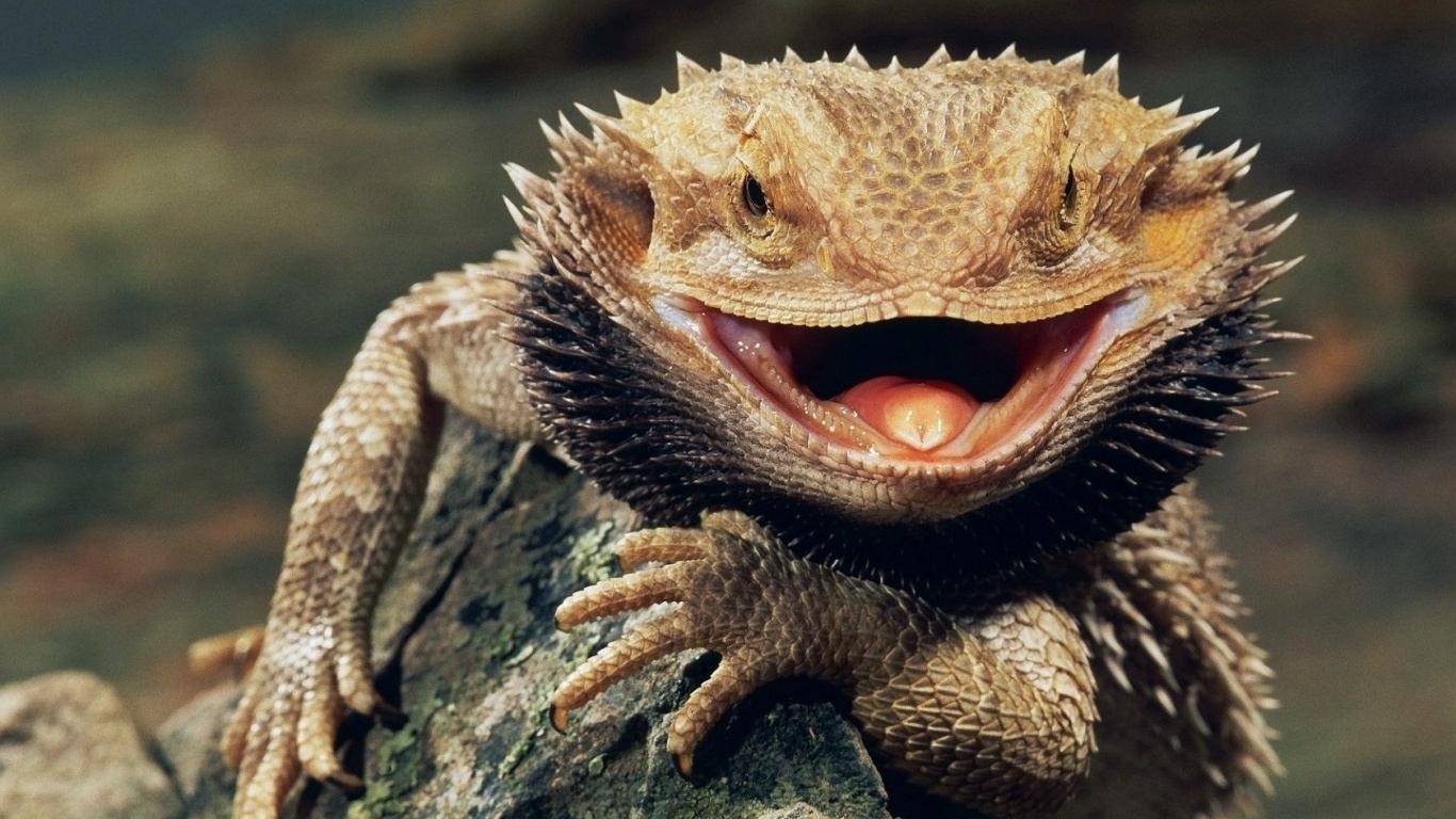 Не игуана обои