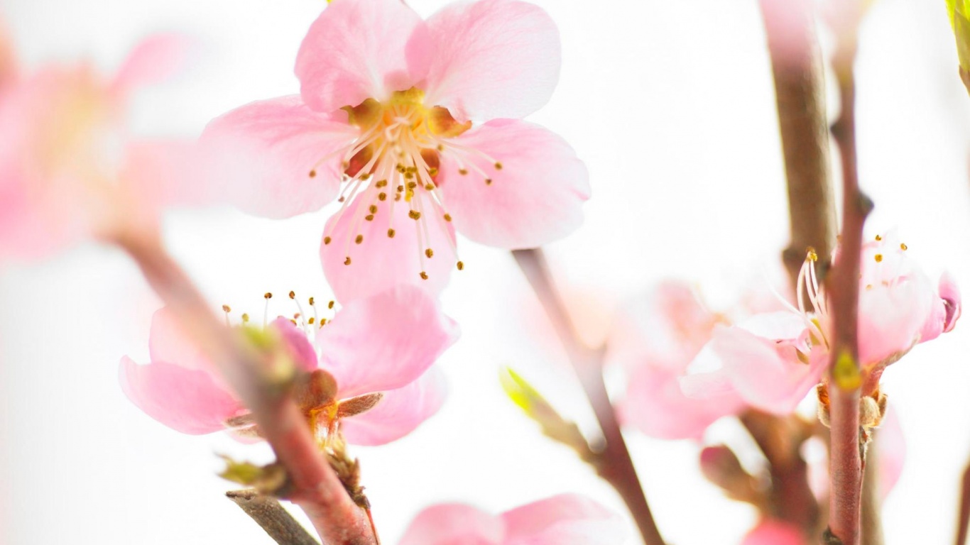 Нежные розовые цветы обои