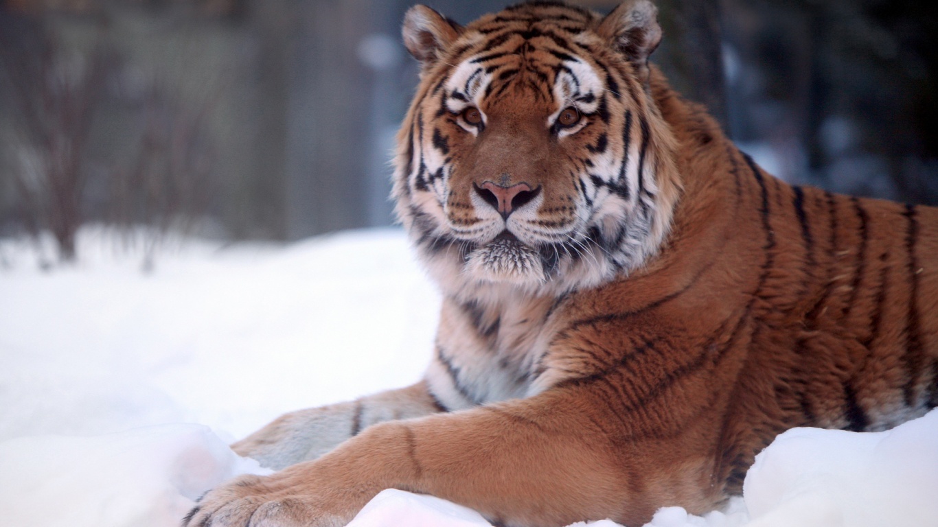 Тигр в снегу обои