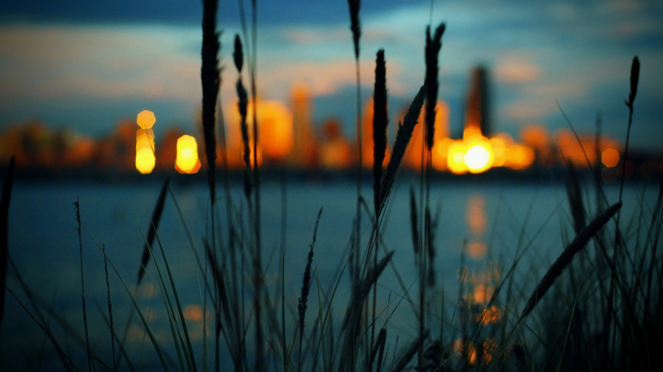 Камыш на фоне вечерних огней обои