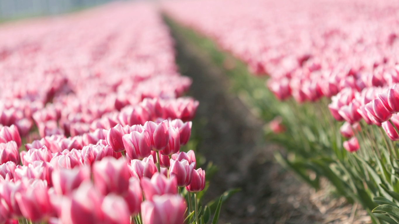 Тропинка в поле розовых тюльпанов обои
