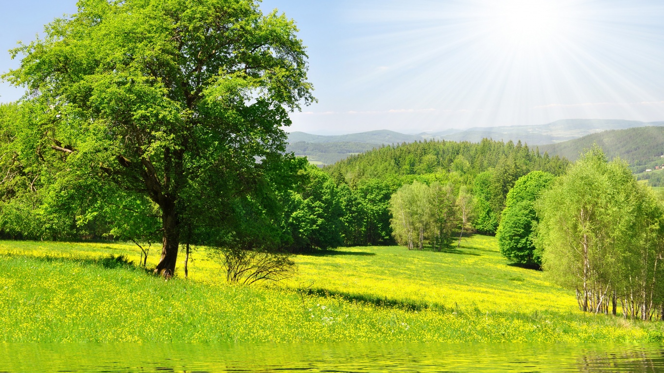 Дерево у воды обои
