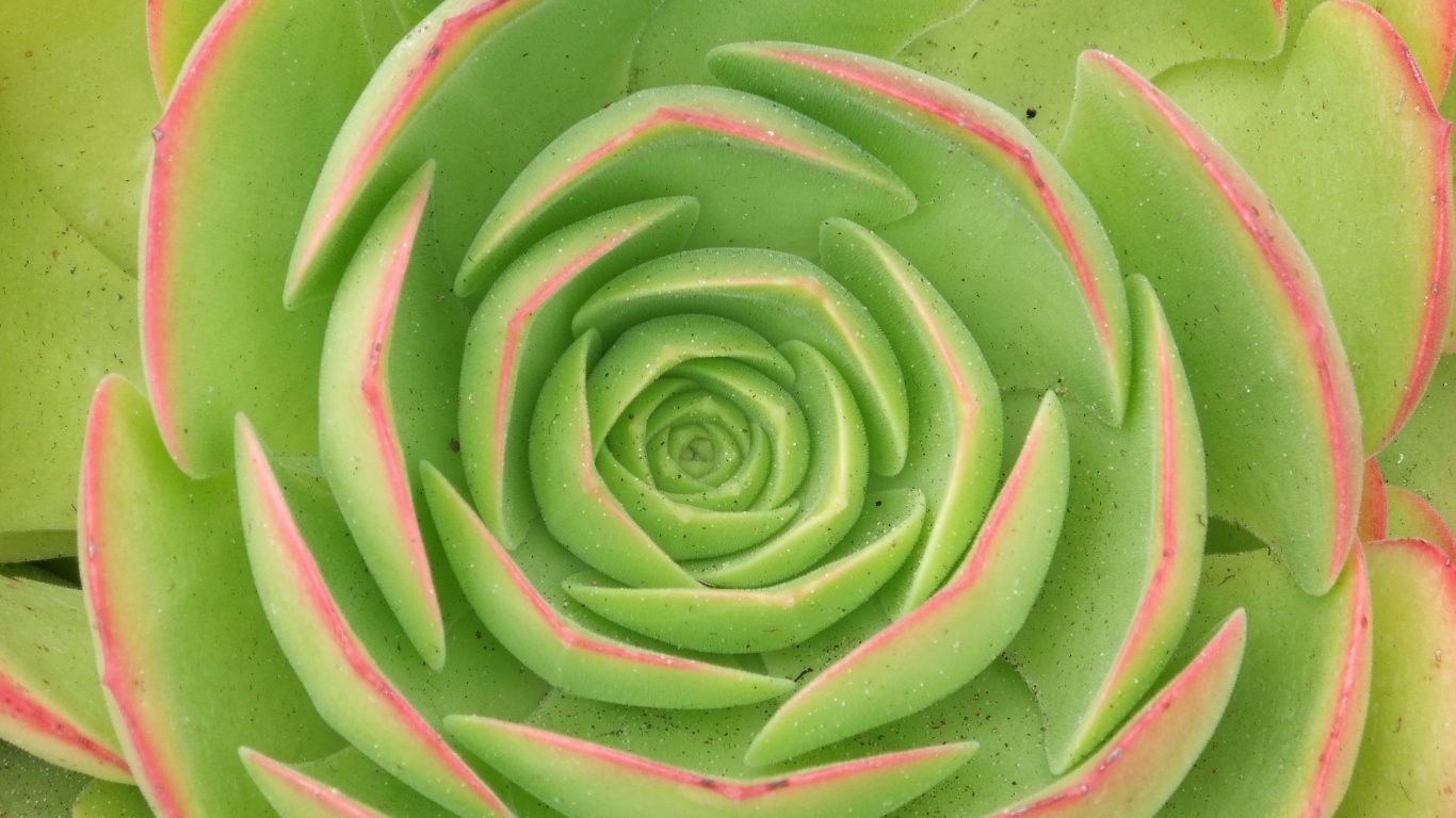 Зеленый цветок обои