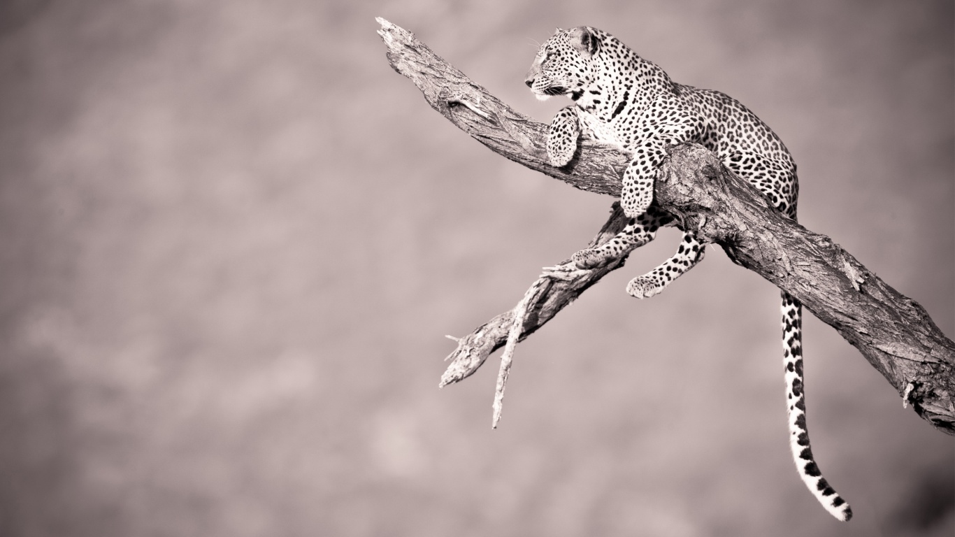 Ягуар на дереве обои