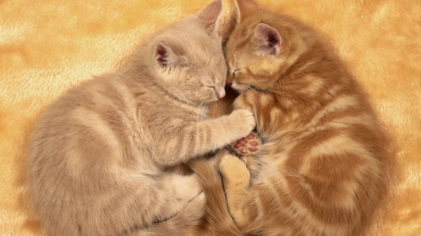 Рыжие котята в обнимку обои