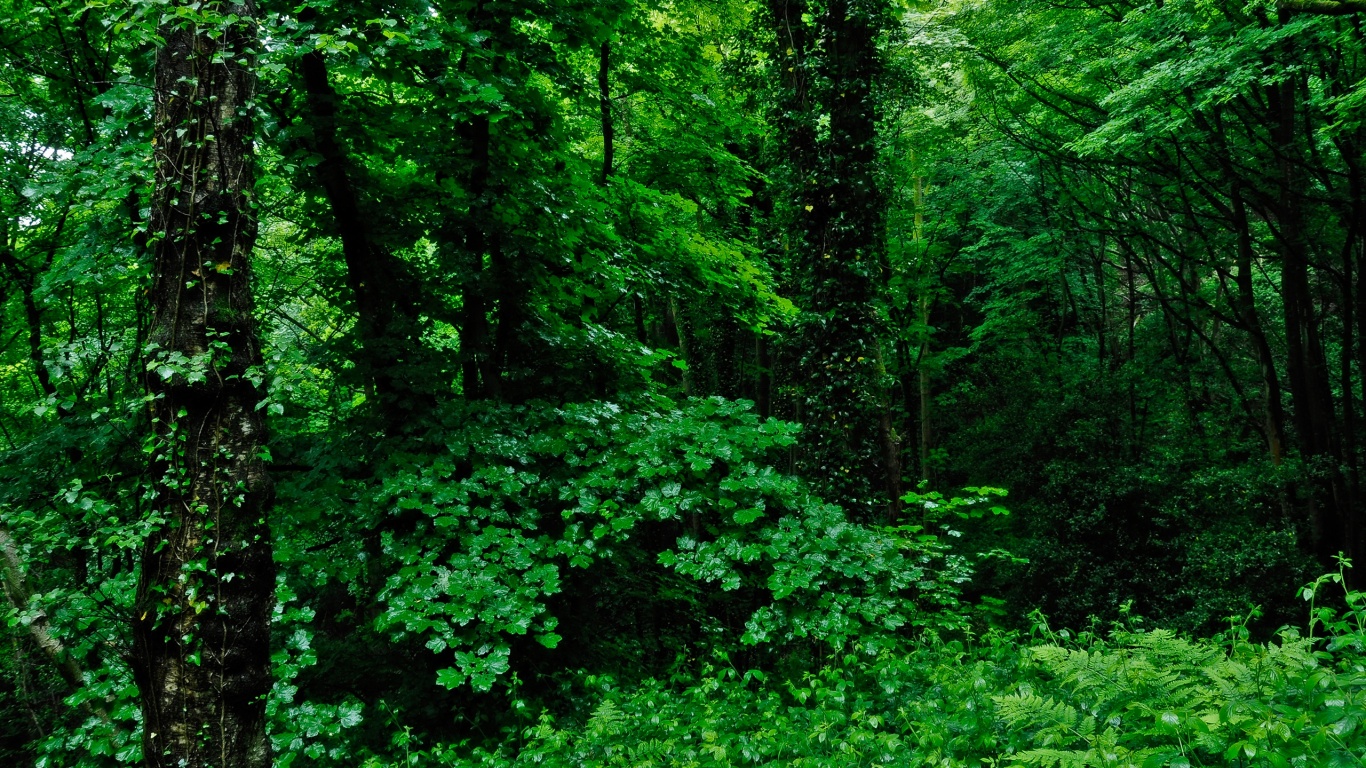 Заросли обои