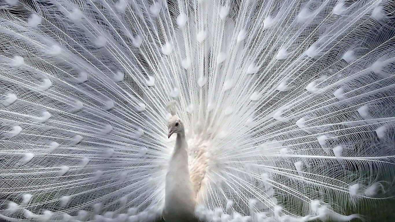 Белый павлин обои