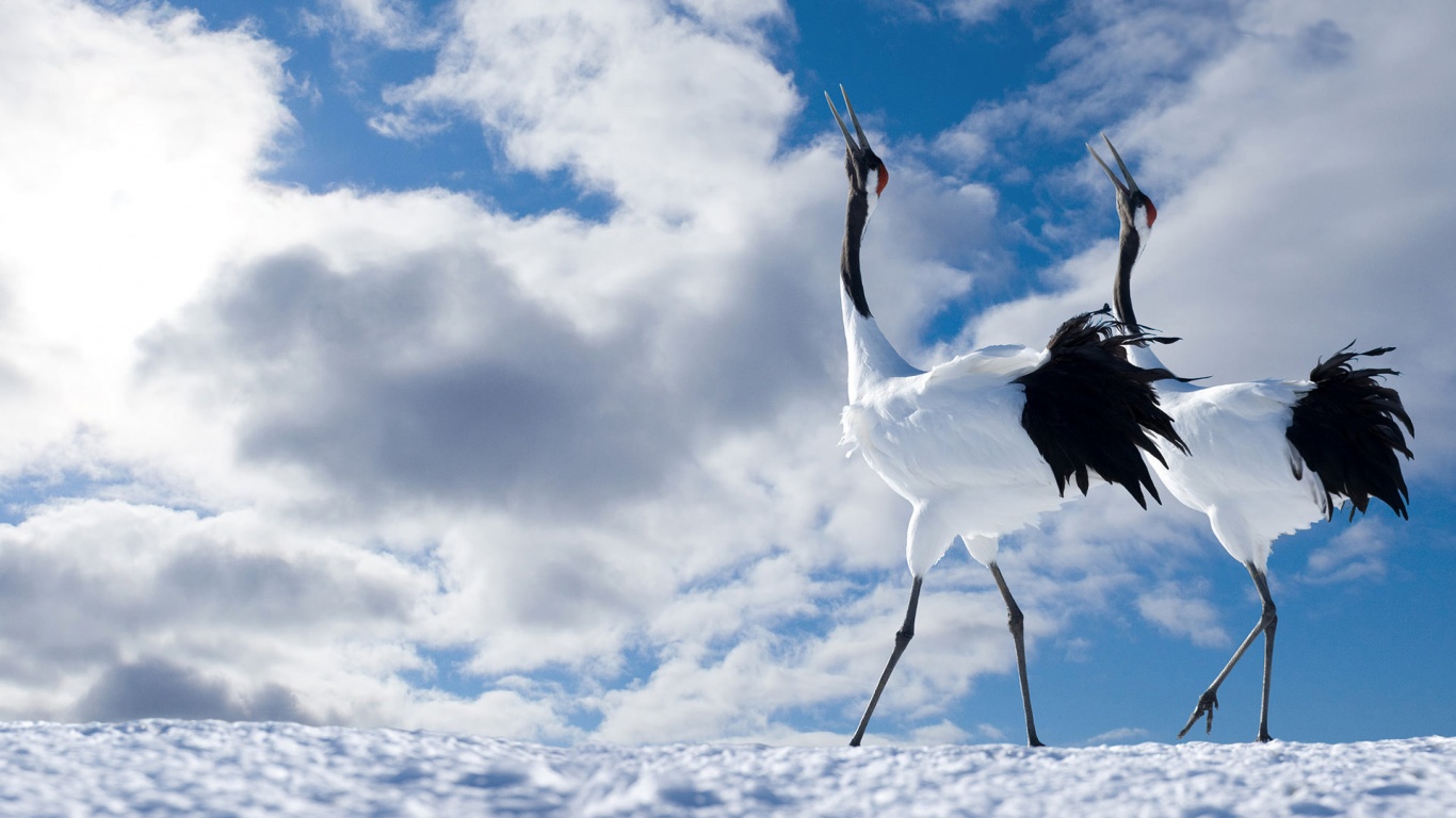 Журавли обои