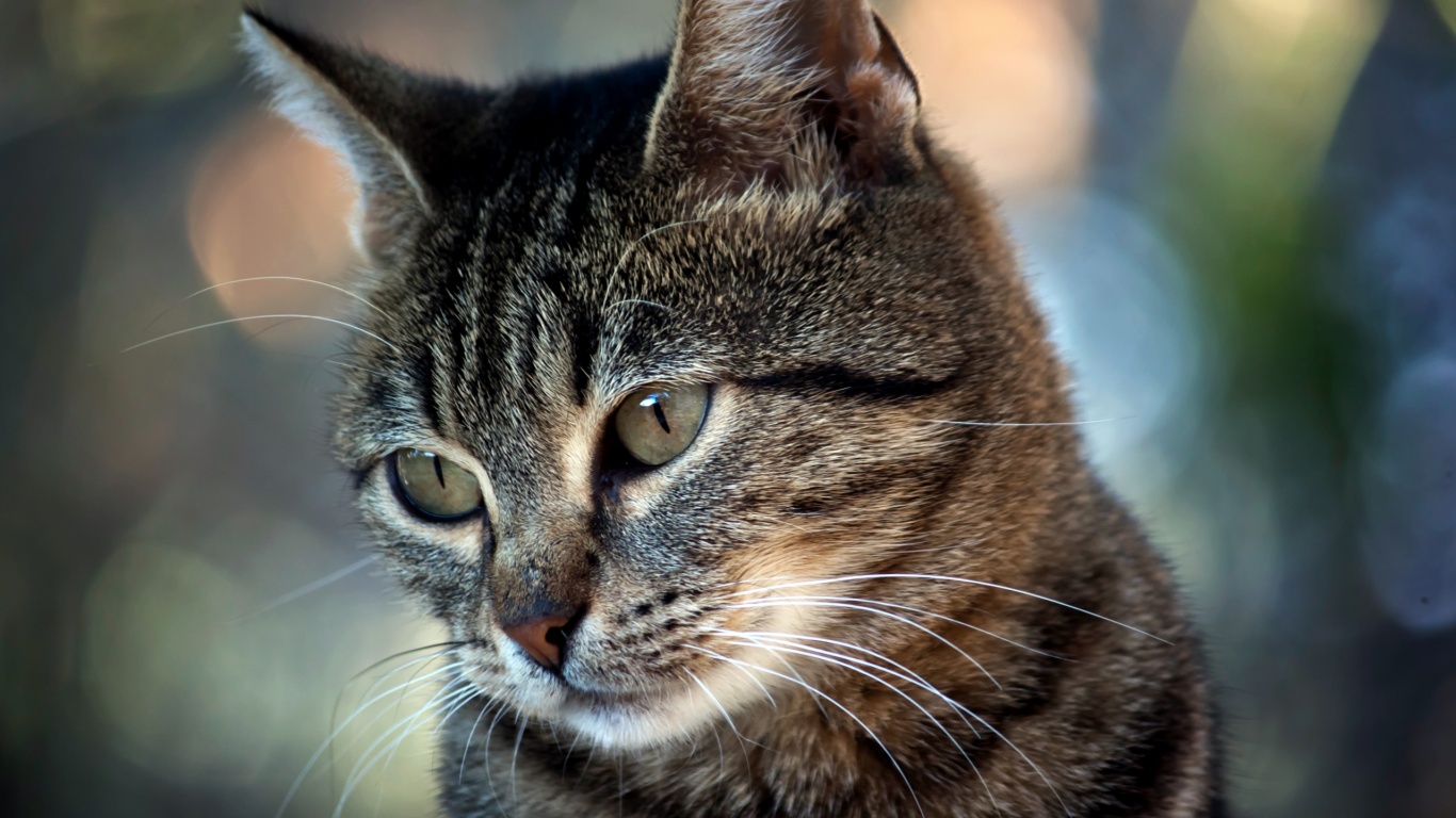 Кот усатый обои