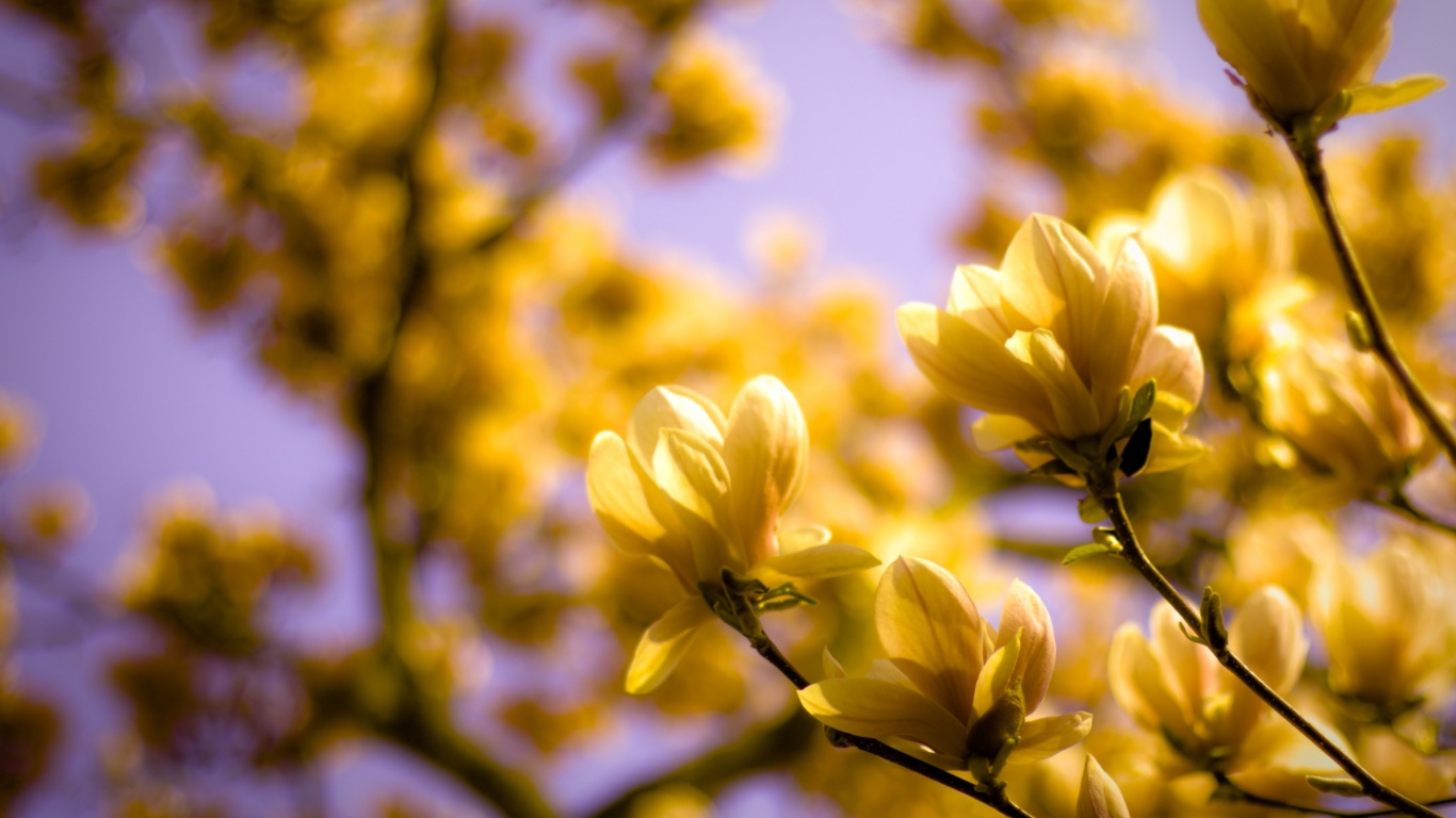 Желтые цветы распустились обои