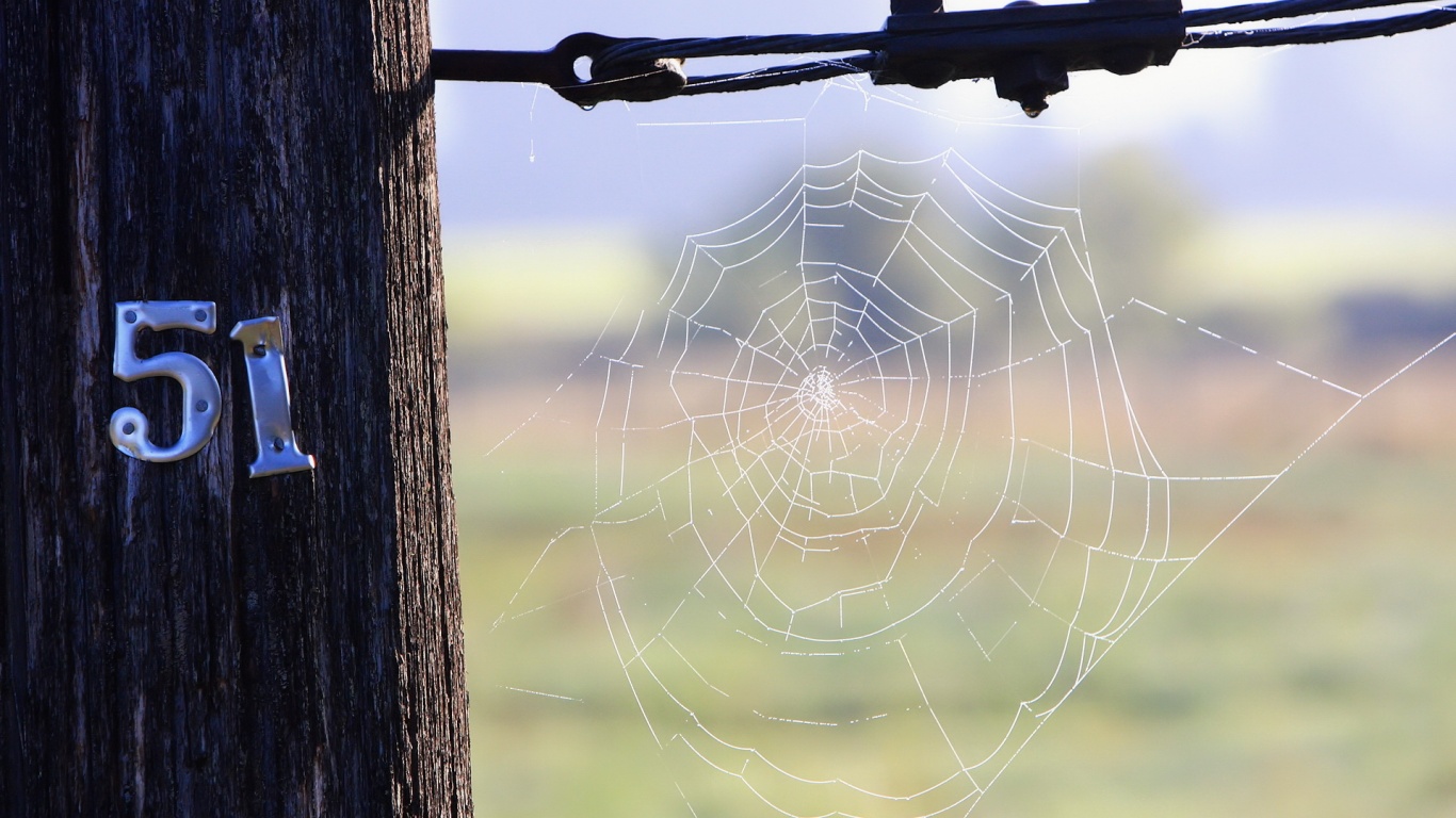 Паутина 51 обои