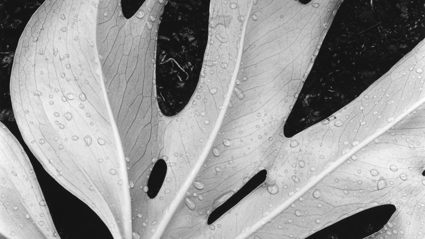 Белый лист обои